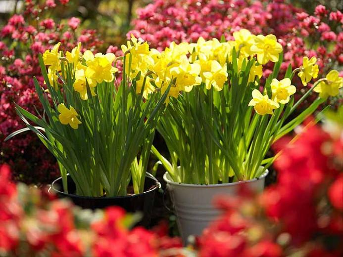 Narcissus Dutch master, Daffodil 'Dutch Master', Trumpet Daffodil 'Dutch Master', Trumpet Daffodil, Spring Bulbs, Spring Flowers, Trumpet Narcissus group, yellow flowers, spring flowering bulbs, award-winning daffodil